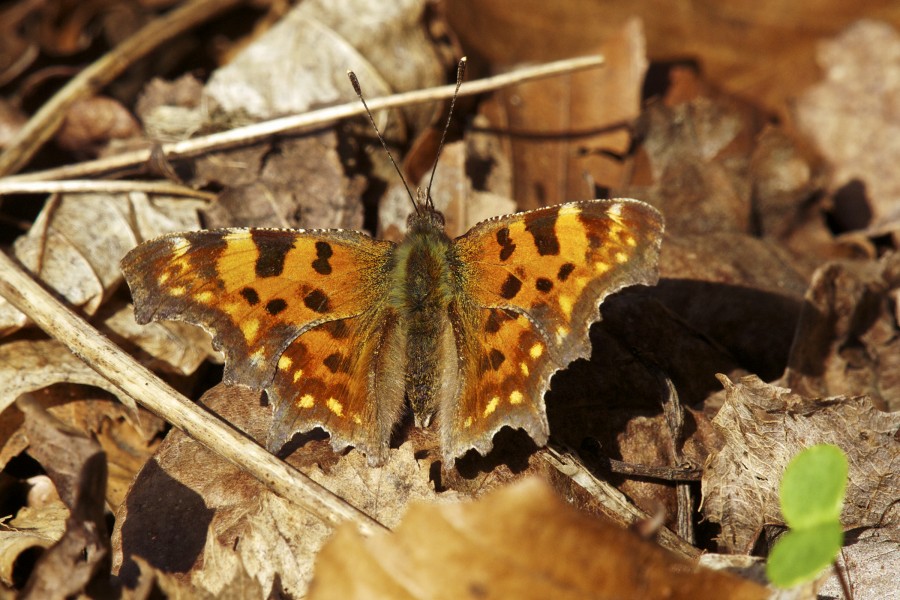 Polygonia c-album LC0237