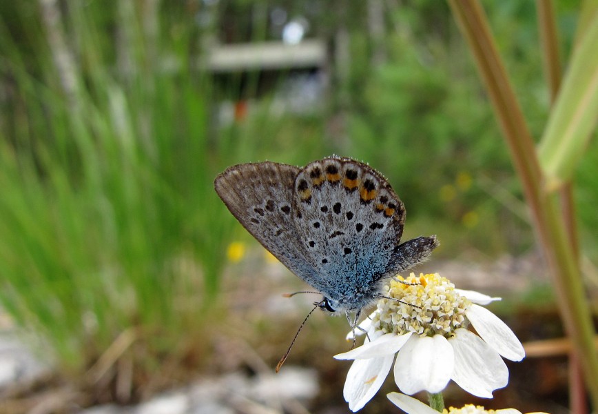 Polyommatus-amandus-Finland