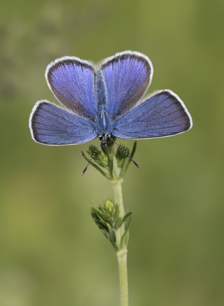 Polyommatus antiochenus - Hatay'ın Çokgözlü Güzelmavisi 05-1
