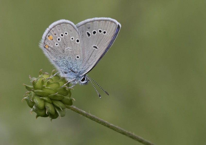 Polyommatus bellis antiochena - Hatay'ın Çokgözlü Güzelmavisi 23-1
