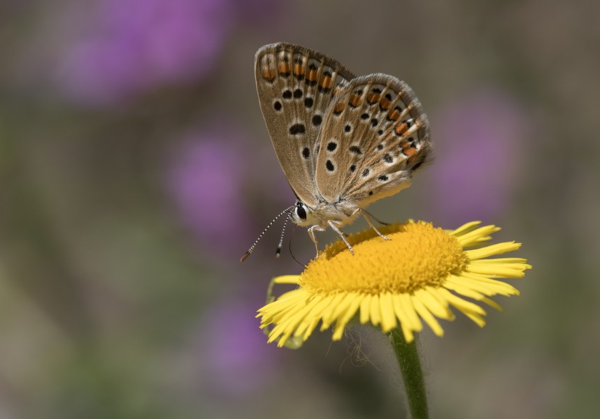 Polyommatus icarus - Çokgözlü mavi 35-1