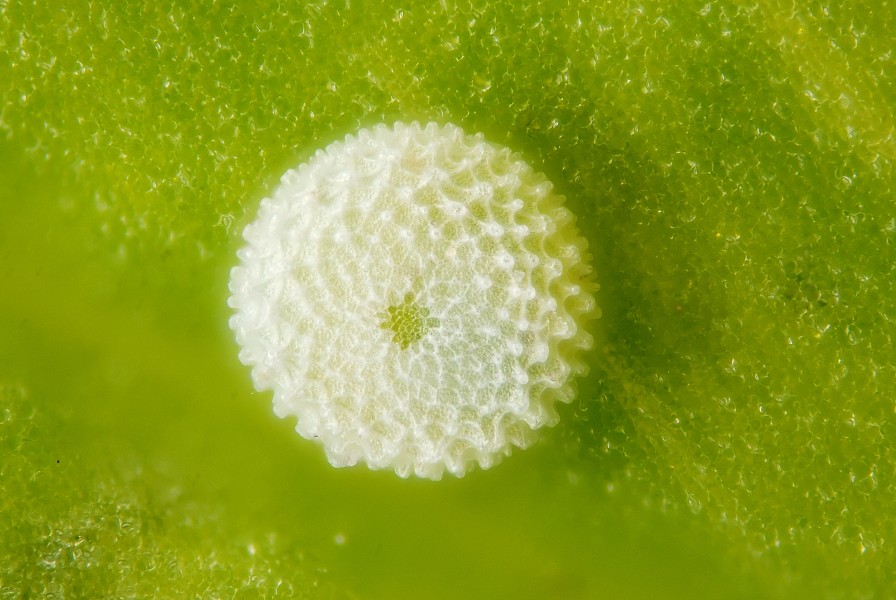 Polyommatus icarus egg 1