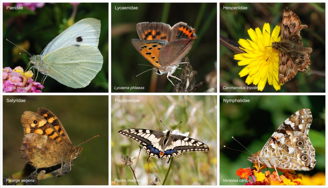 Poster Butterflies