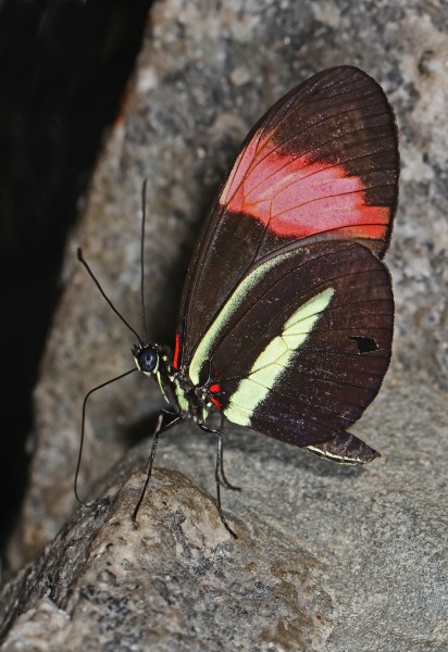 Postman - Heliconius melpomene, Brookside Gardens 