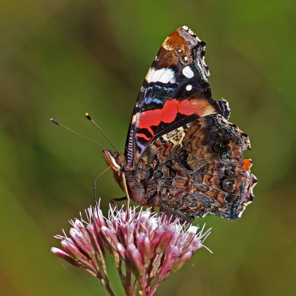 Red admiral butterfly (Vanessa atalanta) underside 3
