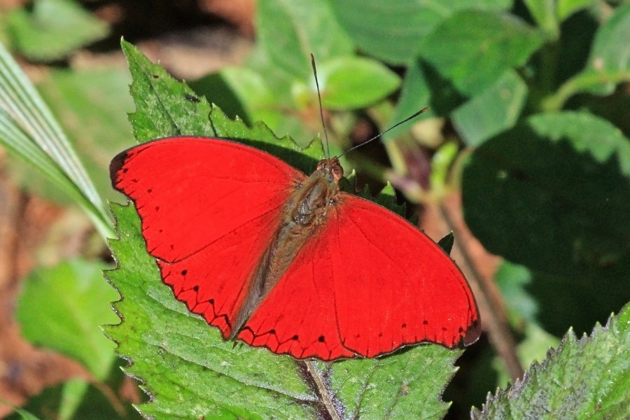Red glider (Cymothoe hobarti)