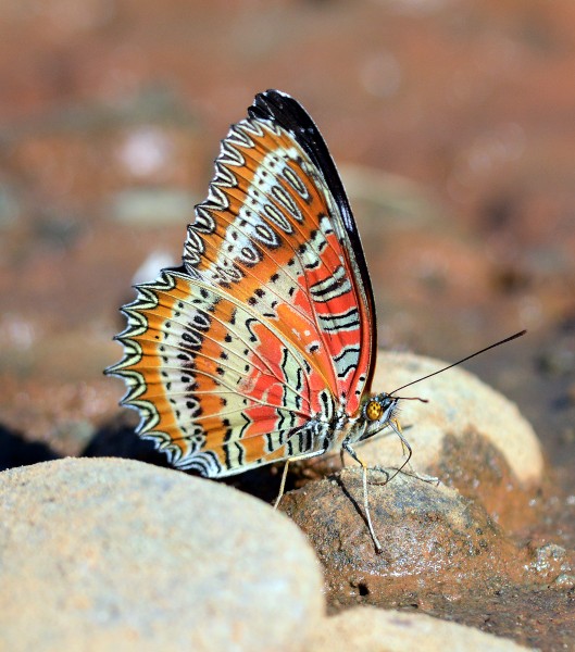 Red Lacewing Cethosia biblis UN Manipur by Dr Raju Kasambe DSC 7429 (2)
