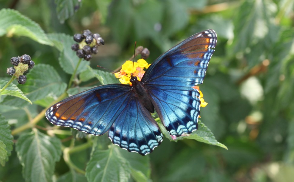 Red Spotted Purple (21397910769)