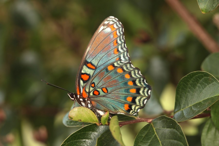 Red Spotted Purple (21593659601)