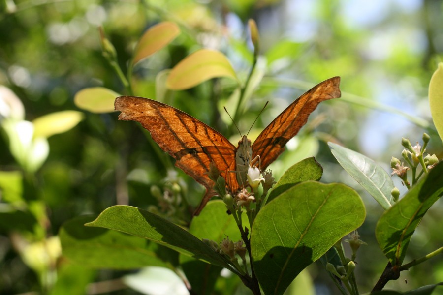 Ruddy daggerwing eating