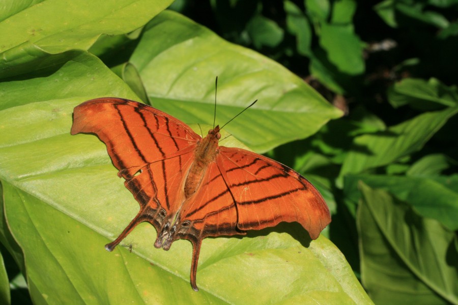 Ruddy daggerwing in Loxahatchee National Wildlife Refuge