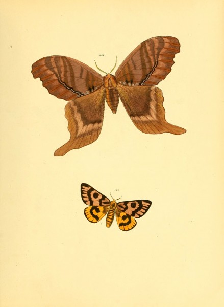 Sammlung neuer oder wenig bekannter aussereuropäischer Schmetterlinge (Plate 100) (6139909093)