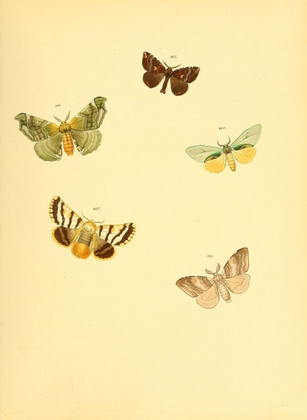 Sammlung neuer oder wenig bekannter aussereuropäischer Schmetterlinge (Plate 104) (6140462442)