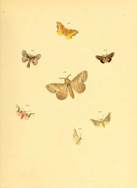Sammlung neuer oder wenig bekannter aussereuropäischer Schmetterlinge (Plate 105) (6139911001)