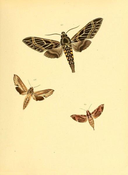 Sammlung neuer oder wenig bekannter aussereuropäischer Schmetterlinge (Plate 106) (6140463088)