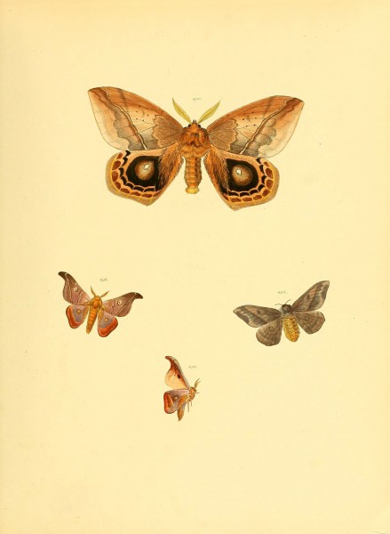 Sammlung neuer oder wenig bekannter aussereuropäischer Schmetterlinge (Plate 109) (6140464126)