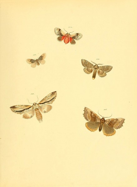Sammlung neuer oder wenig bekannter aussereuropäischer Schmetterlinge (Plate 113) (6139913645)