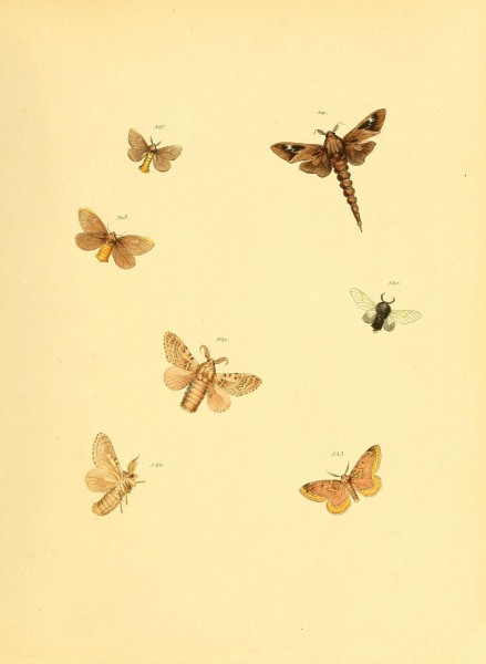 Sammlung neuer oder wenig bekannter aussereuropäischer Schmetterlinge (Plate 114) (6139913925)
