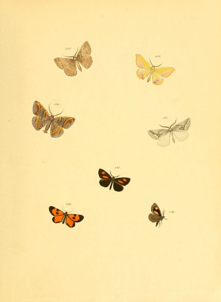 Sammlung neuer oder wenig bekannter aussereuropäischer Schmetterlinge (Plate 117) (6139915175)