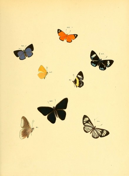 Sammlung neuer oder wenig bekannter aussereuropäischer Schmetterlinge (Plate 11) (6140421314)