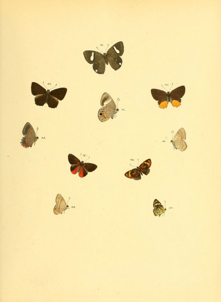 Sammlung neuer oder wenig bekannter aussereuropäischer Schmetterlinge (Plate 12) (6139870103)