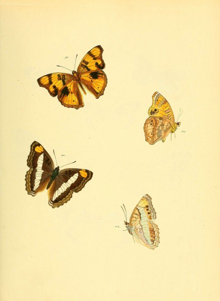 Sammlung neuer oder wenig bekannter aussereuropäischer Schmetterlinge (Plate 23) (6140425200)