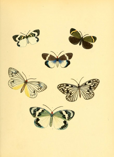 Sammlung neuer oder wenig bekannter aussereuropäischer Schmetterlinge (Plate 24) (6139874383)