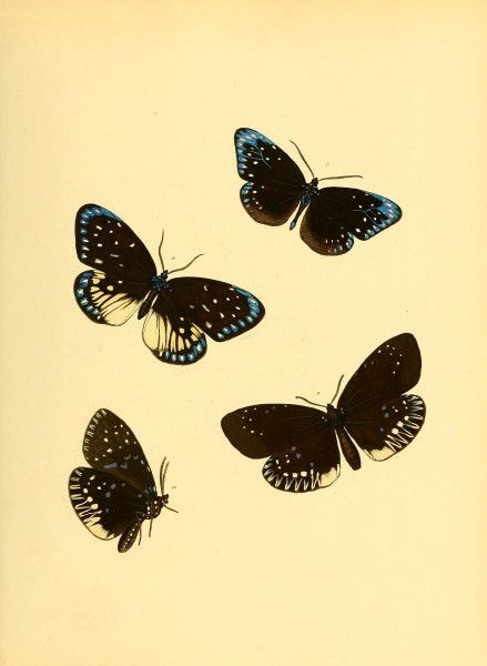 Sammlung neuer oder wenig bekannter aussereuropäischer Schmetterlinge (Plate 25) (6139874745)