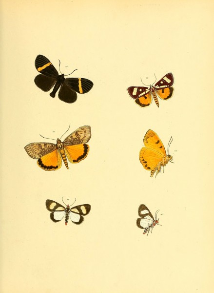 Sammlung neuer oder wenig bekannter aussereuropäischer Schmetterlinge (Plate 28) (6139875857)