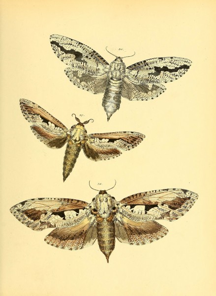 Sammlung neuer oder wenig bekannter aussereuropäischer Schmetterlinge (Plate 31) (6140428460)