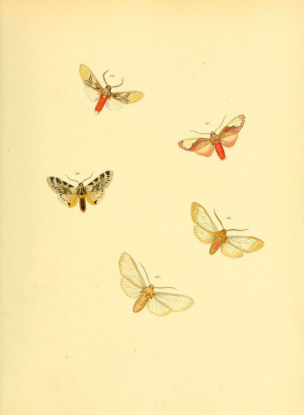 Sammlung neuer oder wenig bekannter aussereuropäischer Schmetterlinge (Plate 37) (6139879007)