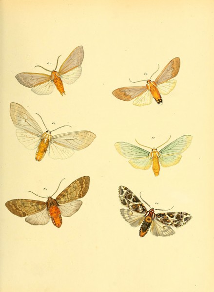 Sammlung neuer oder wenig bekannter aussereuropäischer Schmetterlinge (Plate 38) (6139879293)
