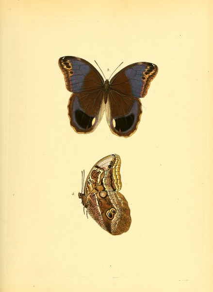 Sammlung neuer oder wenig bekannter aussereuropäischer Schmetterlinge (Plate 3) (6140418674)