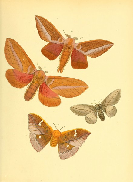 Sammlung neuer oder wenig bekannter aussereuropäischer Schmetterlinge (Plate 40) (6140431164)