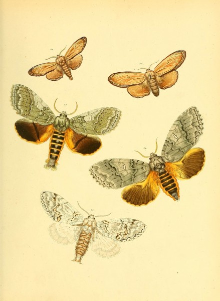 Sammlung neuer oder wenig bekannter aussereuropäischer Schmetterlinge (Plate 41) (6140431432)