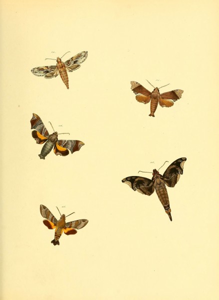 Sammlung neuer oder wenig bekannter aussereuropäischer Schmetterlinge (Plate 46) (6139882199)