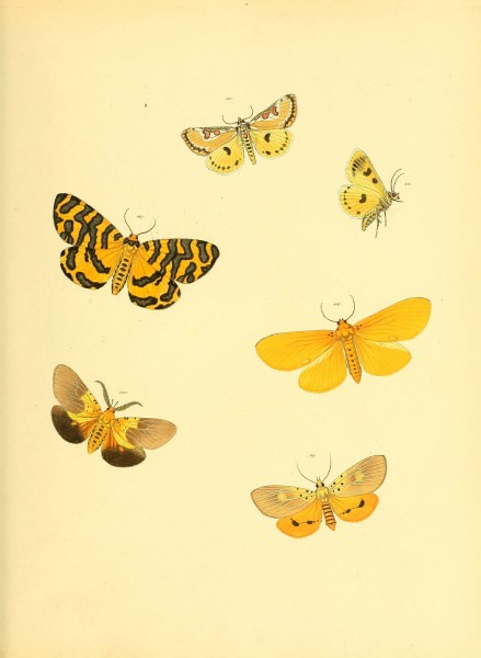Sammlung neuer oder wenig bekannter aussereuropäischer Schmetterlinge (Plate 48) (6139882925)