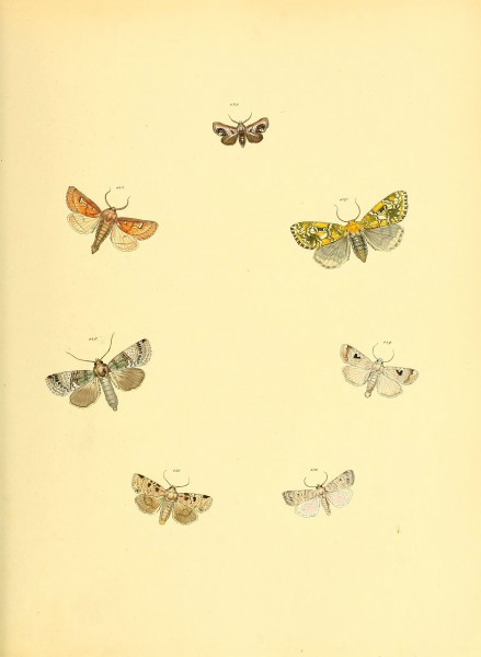 Sammlung neuer oder wenig bekannter aussereuropäischer Schmetterlinge (Plate 50) (6140434736)