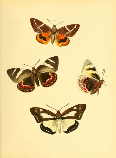 Sammlung neuer oder wenig bekannter aussereuropäischer Schmetterlinge (Plate 52) (6139883915)