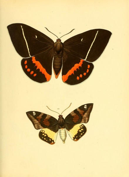 Sammlung neuer oder wenig bekannter aussereuropäischer Schmetterlinge (Plate 53) (6139884237)