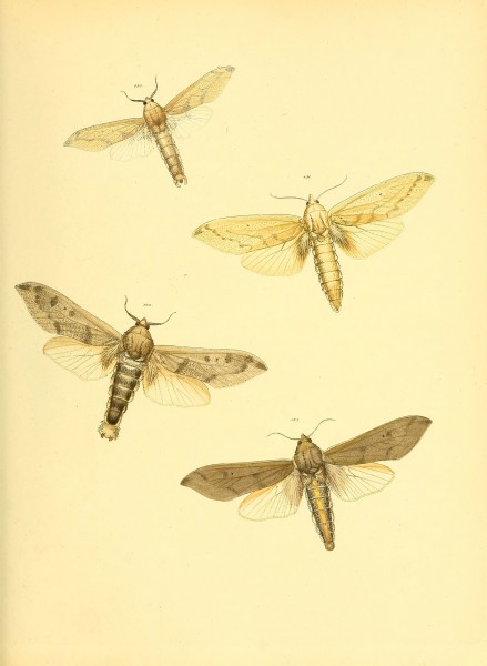 Sammlung neuer oder wenig bekannter aussereuropäischer Schmetterlinge (Plate 55) (6139884851)