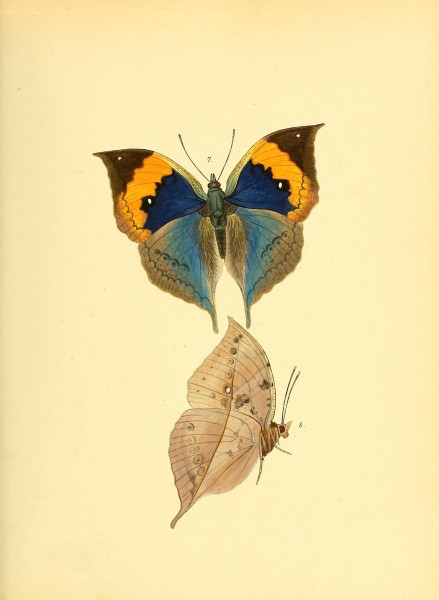 Sammlung neuer oder wenig bekannter aussereuropäischer Schmetterlinge (Plate 5) (6139867847)