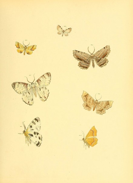 Sammlung neuer oder wenig bekannter aussereuropäischer Schmetterlinge (Plate 64) (6140439268)