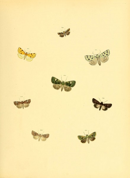 Sammlung neuer oder wenig bekannter aussereuropäischer Schmetterlinge (Plate 65) (6140439636)