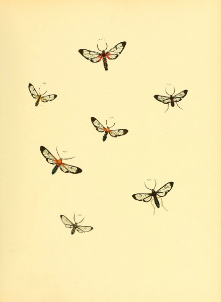 Sammlung neuer oder wenig bekannter aussereuropäischer Schmetterlinge (Plate 69) (6139889481)