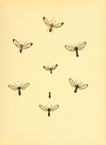 Sammlung neuer oder wenig bekannter aussereuropäischer Schmetterlinge (Plate 70) (6140441358)