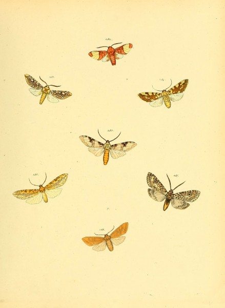 Sammlung neuer oder wenig bekannter aussereuropäischer Schmetterlinge (Plate 75) (6140442956)
