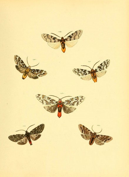 Sammlung neuer oder wenig bekannter aussereuropäischer Schmetterlinge (Plate 76) (6139891825)