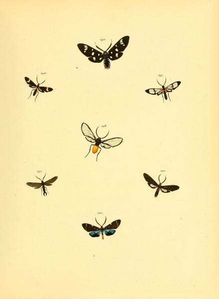 Sammlung neuer oder wenig bekannter aussereuropäischer Schmetterlinge (Plate 77) (6140443730)