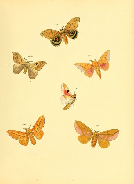 Sammlung neuer oder wenig bekannter aussereuropäischer Schmetterlinge (Plate 78) (6139892551)